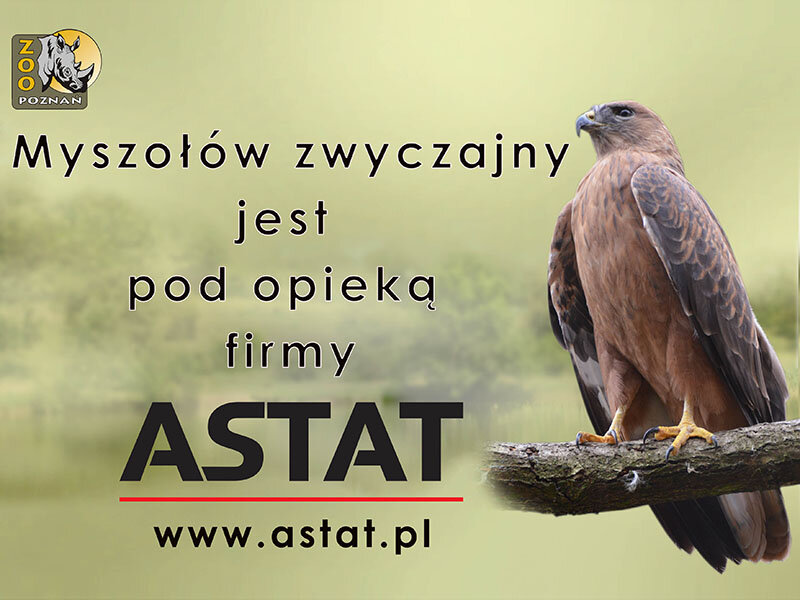 ASTAT wspiera Poznańskie ZOO - adopcja orła stepowego